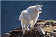 Jonathan Kelley - Mountain Goat looking back over shoulder